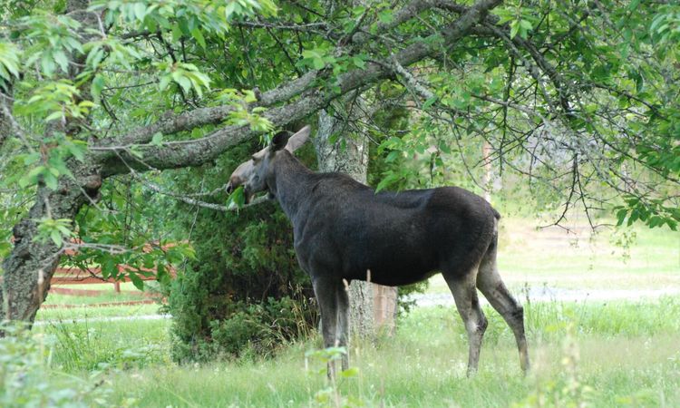 Jägareförbundet: Ge äpplen till älgarna