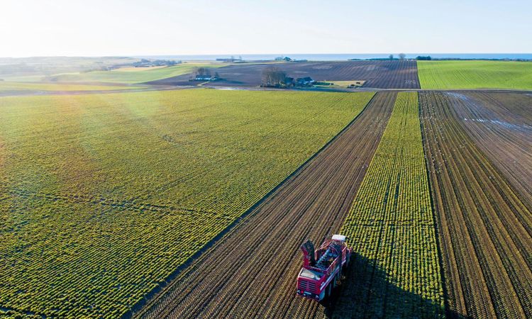 Rekordsen betkampanj ger stor skörd