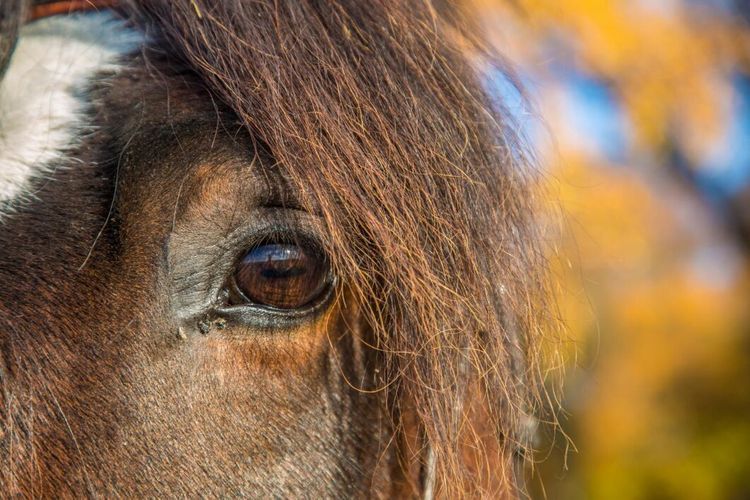 Djursjukskötare kan få prövotid