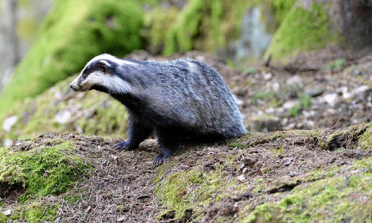 Djurens välmående vid jakt utreds