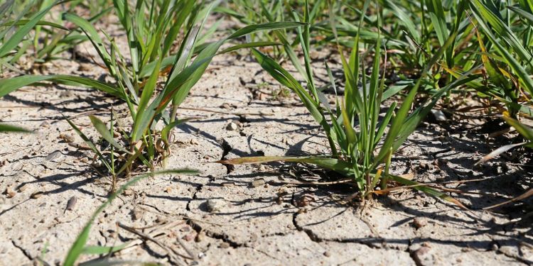 Forskare: Stort behov av investeringar mot torka