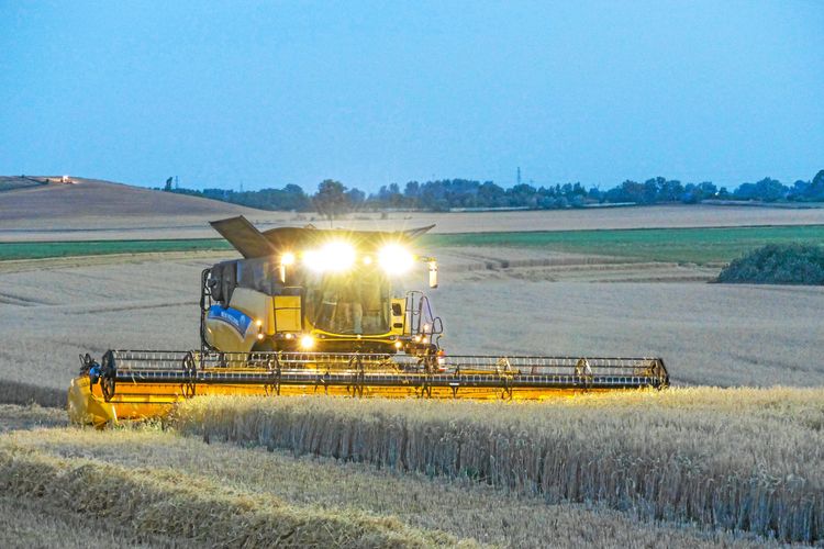 Rekordår för spannmålsskörden