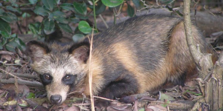 Kastrerade mårdhundar lockar sina artfränder i fällan
