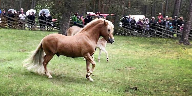 Clip får ny chans på Gotland