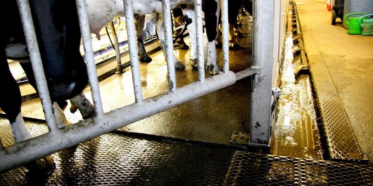 Genombrott i forskning om smittsamt klöveksem