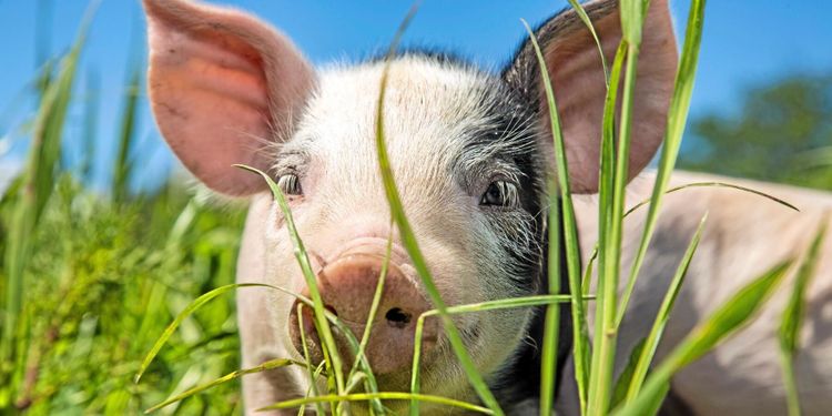 Så blir nya Djurskyddslagen