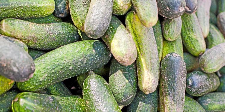 Högtryck i gurklandet