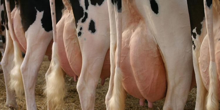 ”Människan är boven – inte mjölkkorna”