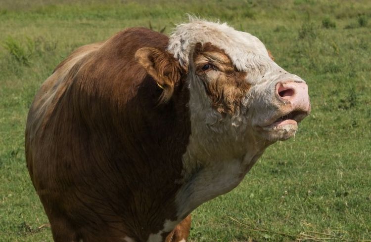 Bönderna får ensamt ta ansvar när slaktköerna påverkar djurskyddet skriver Kerstin Herbertsson, mjölkbonde i Jämjö, i en debattartikel.