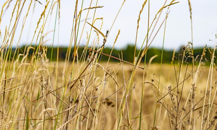 Franska jordbruket svårt torkdrabbat