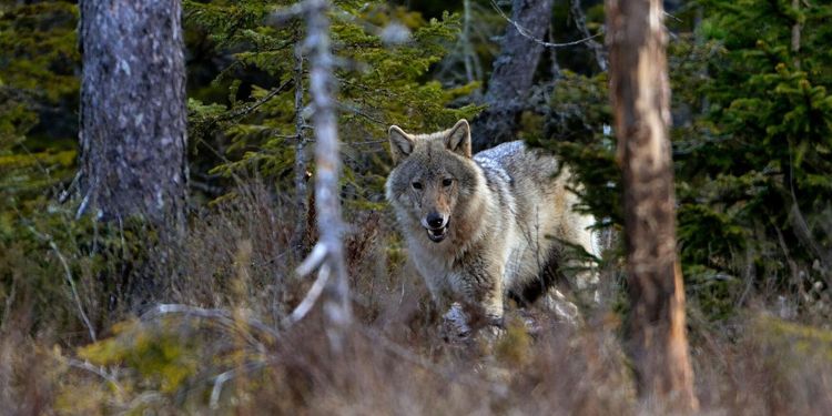 EU-domstolen: Inte okej kidnappa varg