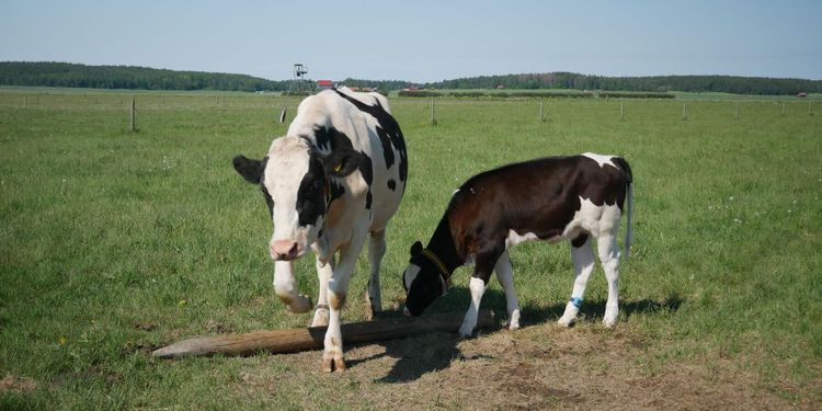 Biokol kan ge mer betalt för mjölkgårdar