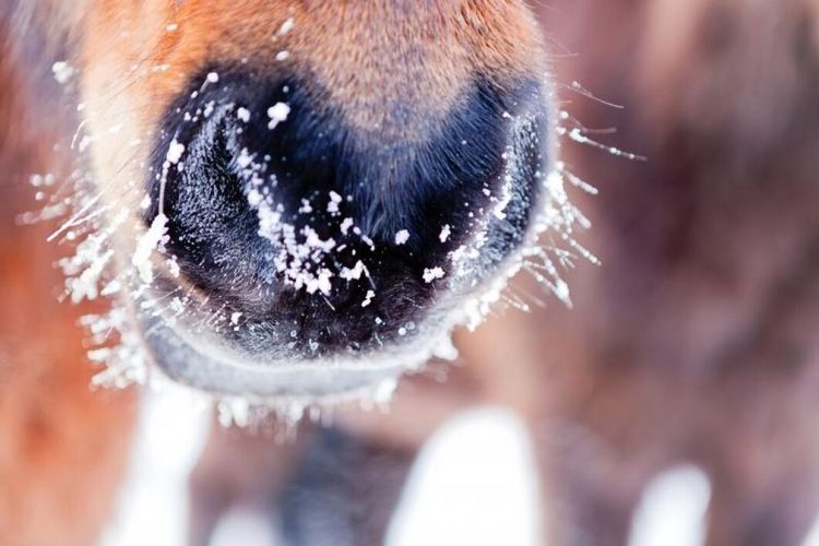 Fick rätt mot länsstyrelsen