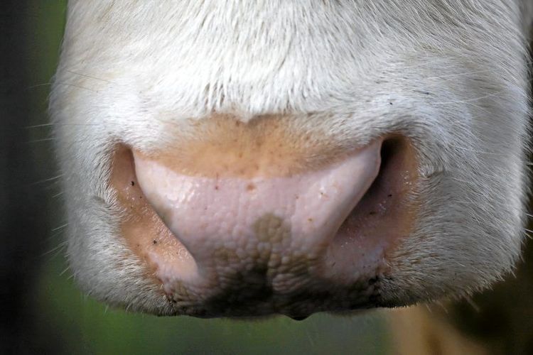 Ehec på flera gårdar i Skåne och Blekinge