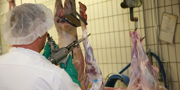 Krav på halalslakt ok i EU