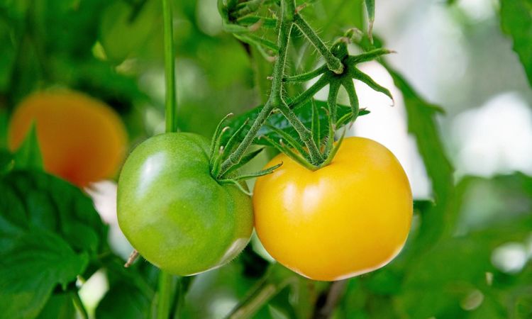 Parlament protesterar mot patent