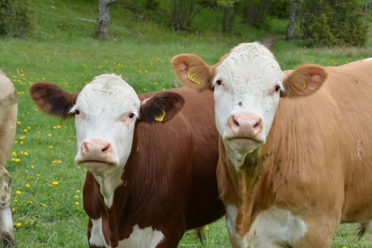 Spendrups hoppas nu kunna hjälpa djurägare som har svårt att få tag på foder med att få ut drav, en restprodukt från öltillverkning.