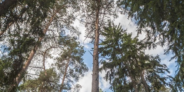 Nästan fulltecknat för baltisk skogsfond