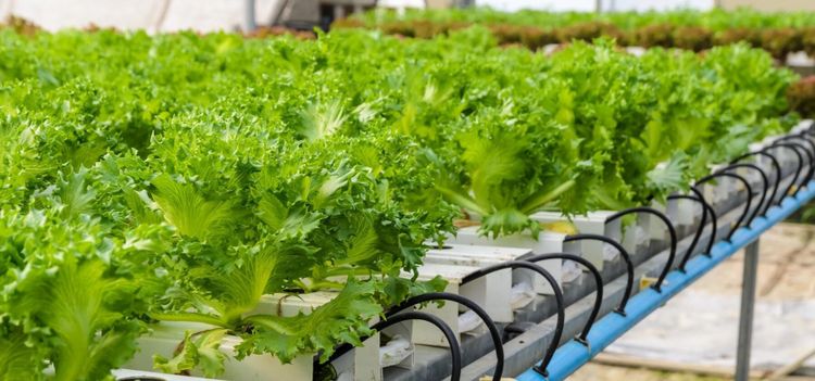 Sallatsodlare i konkurs efter missväxt