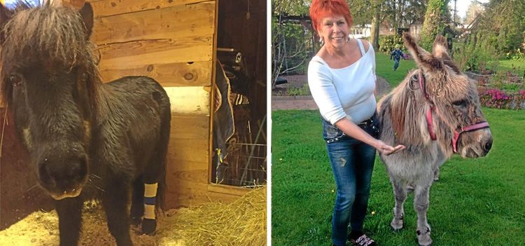 Djurplågare band ihop hästens ben