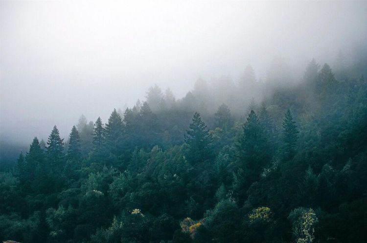 50 miljoner till skogsforskning