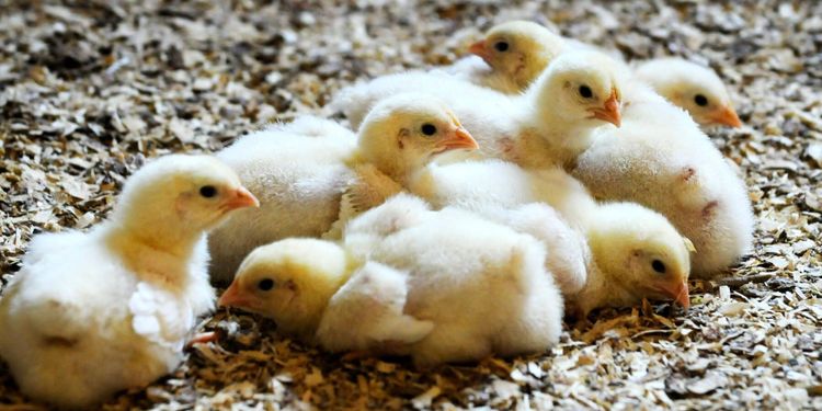 Teknikerna som ska hindra masslakt av tuppar