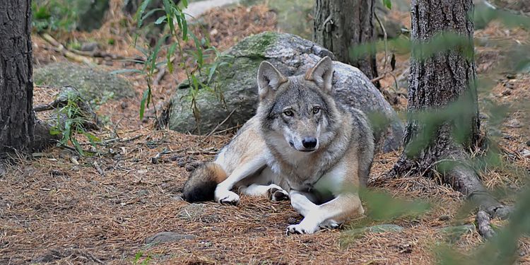 Skogsägare ger 100 miljoner till vargskydd