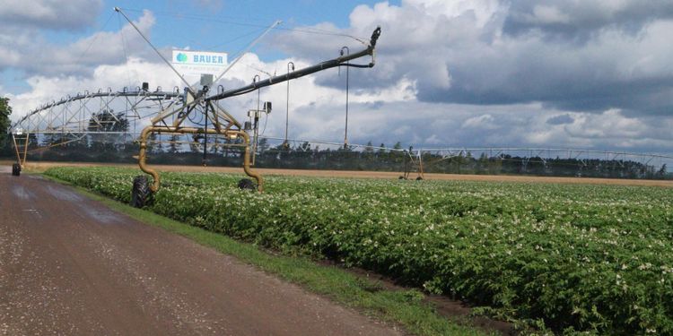 Här vattnas grödorna med återvunnet vatten