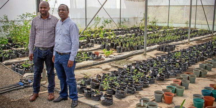 Växter som kan återställa förgiftad mark