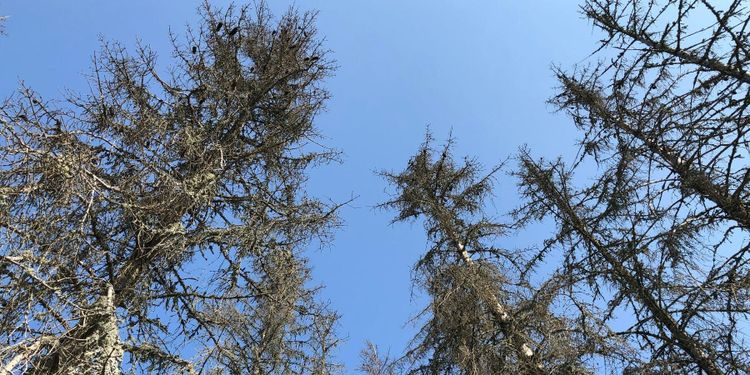 Rekordstora skador av granbarkborrar