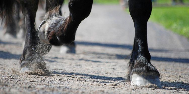 Kondom avslöjade övergrepp mot hästar