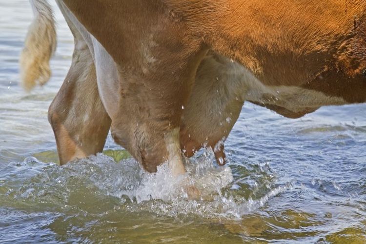 Lantbrukets vattenhushållning är en fråga som kompetenscentrum ska jobba med.