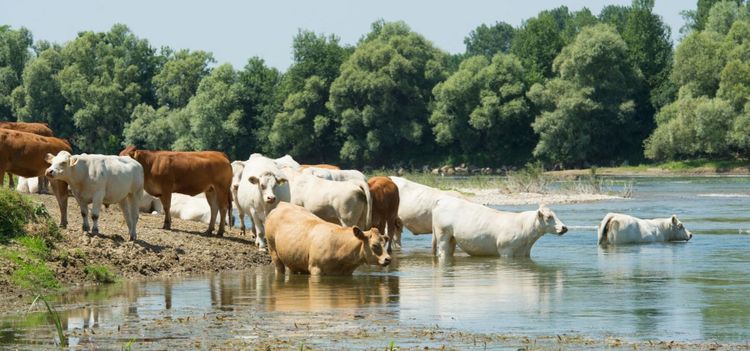 EU-regler sätter marknaden ur spel