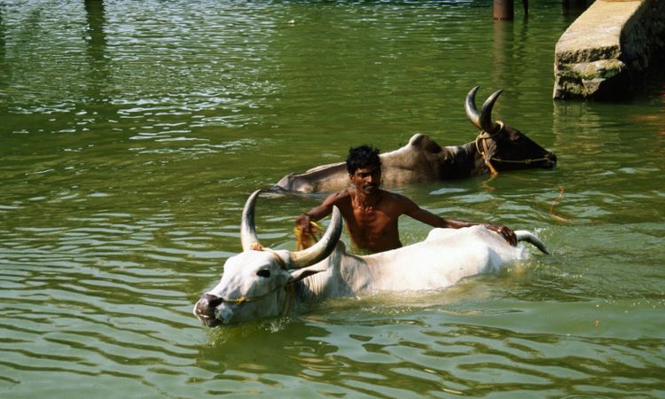 Indiska gamar ökar efter förbud