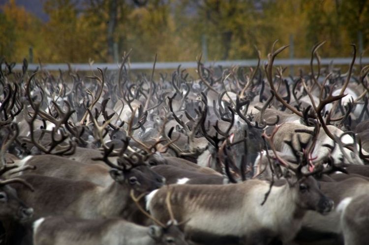 Mer prover för CWD ska tas i samband med renslakten.