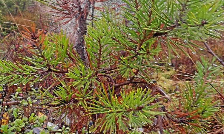 Multiskadorna i skogen ökar