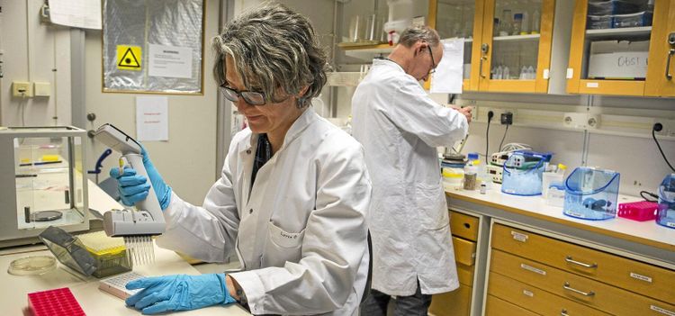 Forskare i Lund först med att kartlägga havrens genom