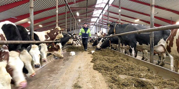 ATL TV: Bättre ekonomi med procross-kor