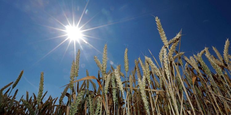 Insekter hotar skördar vid varmare klimat
