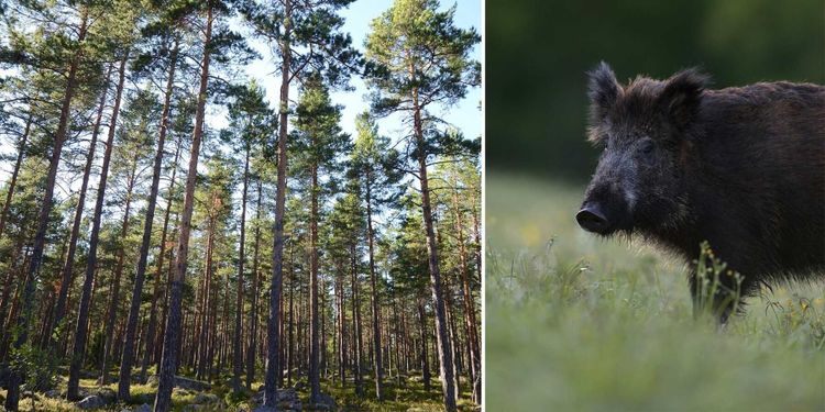 Debatt: Vi måste minimera viltskadorna