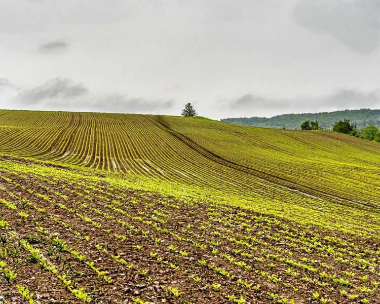 Nu kommer skadeinsekterna i betfälten