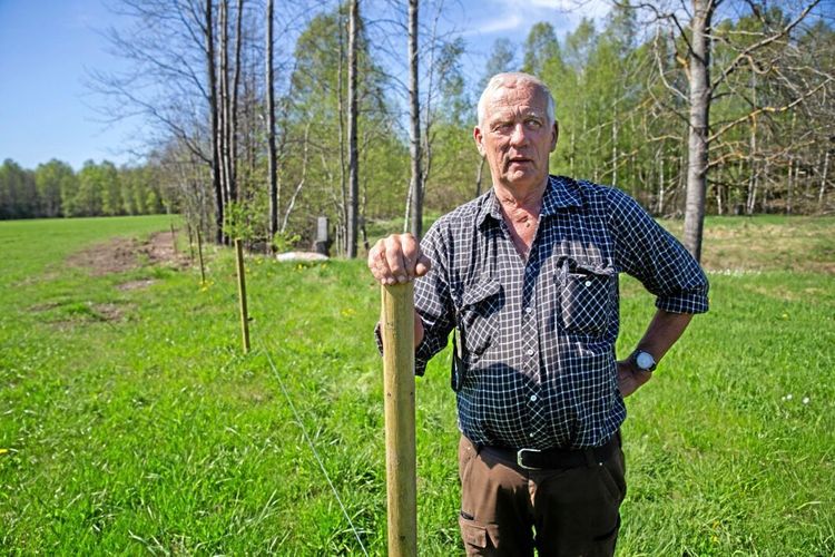 Elstängsel håller vildsvinen borta