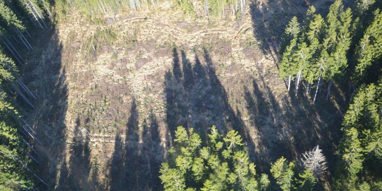 Intresset för att avverka ökar