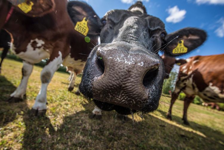 Gotländska kor mjölkar mer