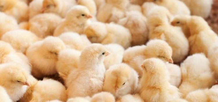 Fler kycklingar behövs