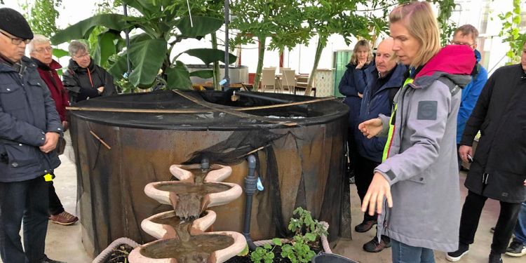 De odlar fisk och grönsaker med biokol