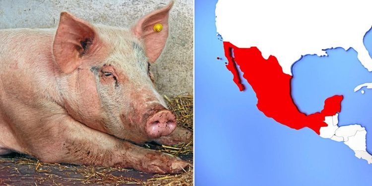 Mexiko kan börja importera griskött från EU