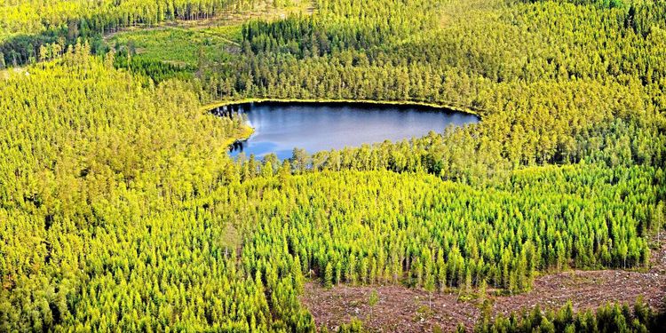 Lägre brandrisk – bättre läge för skogsbruk