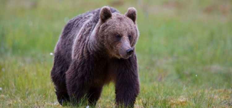 Flera överklagar jaktbrottsdomen
