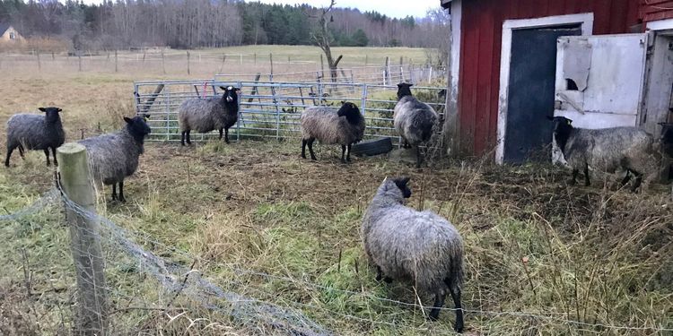 ”Småbrukarnas behov borde styra regelverket”